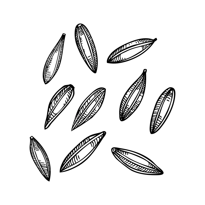 Cumin seeds sketch. Kitchen spice drawing. Indian spices hand-drawn vector illustration. NOT AI genereted